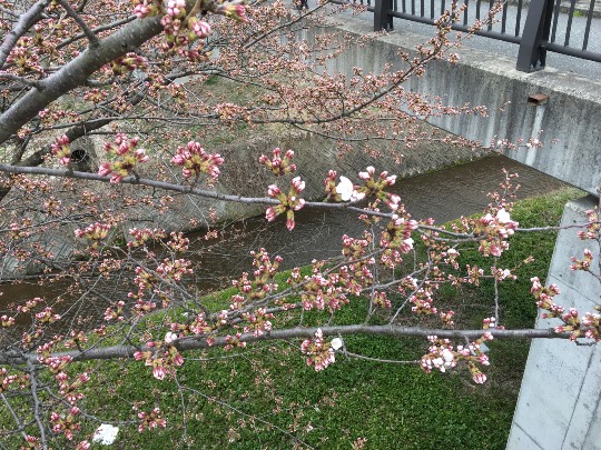 桜の開花状況について