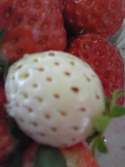 つぶやきコーナー31 雑談板ビギナーから常連まで、ちょっと話してみたいコトはこちらにどうぞ