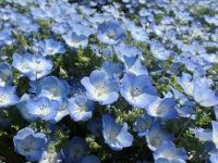 ネモフィラ渋滞始まったんですね