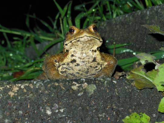 生き物ルーム第7段