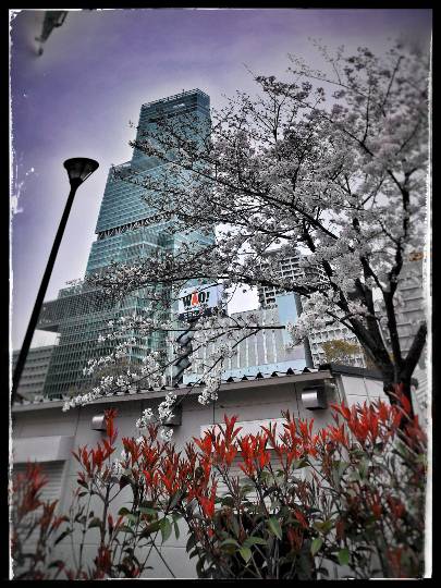 コストコdeエイプリルフール「ご当地物ニュース800」&花見です