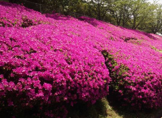 ❆九州エリアから ファンの集い❆Let it go♡Let it go♡1000まで届け.｡:*ﾟ❅*ﾟ･.｡.:*❅..✲*ﾟ