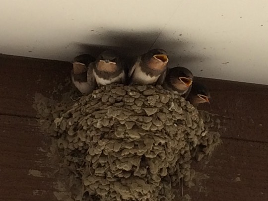 生き物ルーム第７段