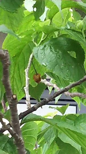 vol.3南関東イドバタ会議話し足りない人はこちら。愛調南関東連合ありのままで喋りましょう!