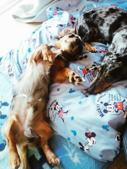 生き物ルーム第７段