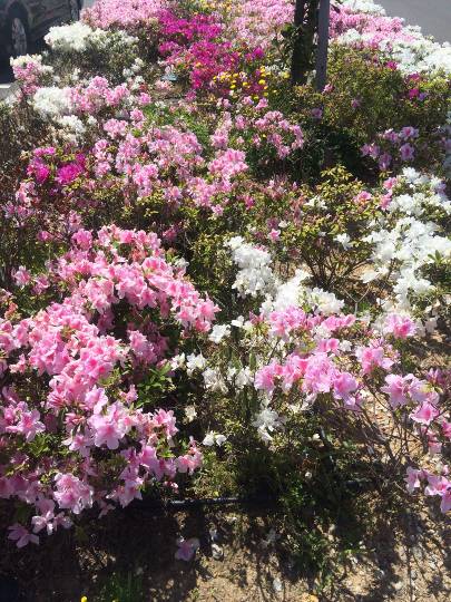 ❆九州エリアから ファンの集い❆Let it go♡Let it go♡1000まで届け.｡:*ﾟ❅*ﾟ･.｡.:*❅..✲*ﾟ