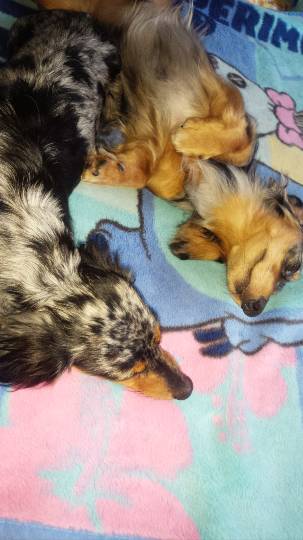 生き物ルーム第７段