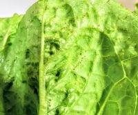 ロメインレタスの葉の裏が虫？卵？