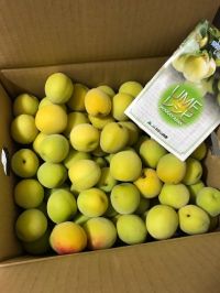 南紅梅出てますか？