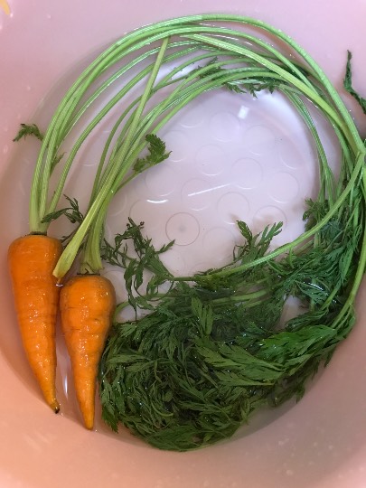 生き物ルーム第7段