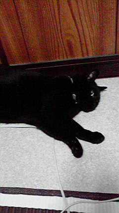 生き物ルーム第7段