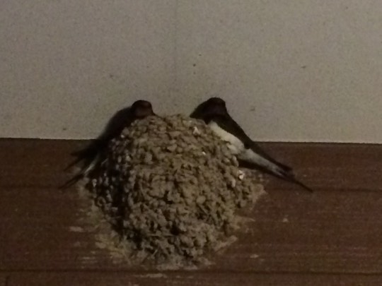 生き物ルーム第７段