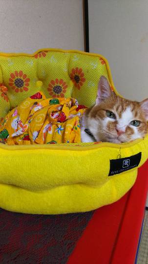 生き物ルーム第７段