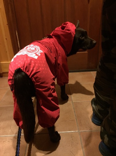 生き物ルーム第7段