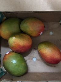 マンゴー  トミー種