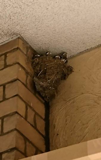 生き物ルーム第7段