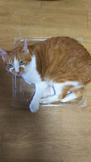 生き物ルーム第7段