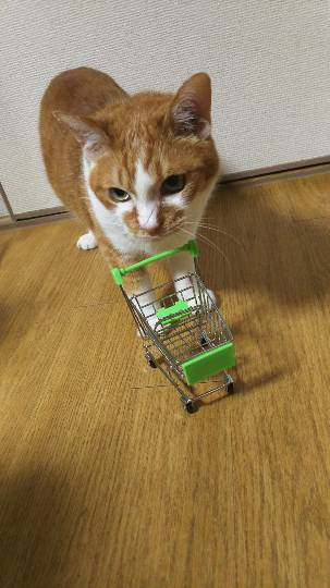 生き物ルーム第7段