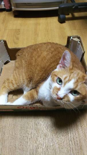 生き物ルーム第7段