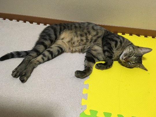 生き物ルーム第7段