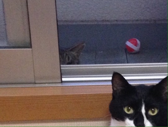 生き物ルーム第7段