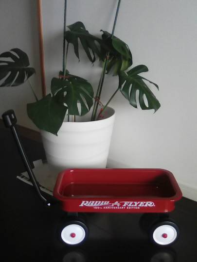 さくら鳥モモ肉2.4kg 本日のみ1998円