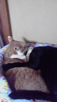 つぶやきコーナー 39  Thank You♡