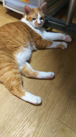 生き物ルーム第7段