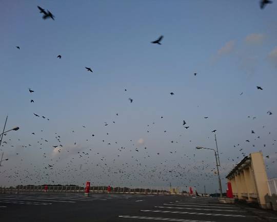 生き物ルーム第7段