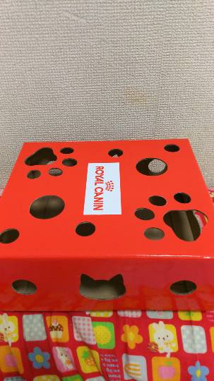 生き物ルーム第７段