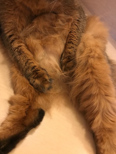 生き物ルーム第7段