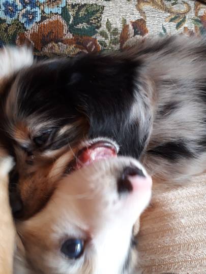 生き物ルーム第7段