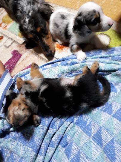 生き物ルーム第7段