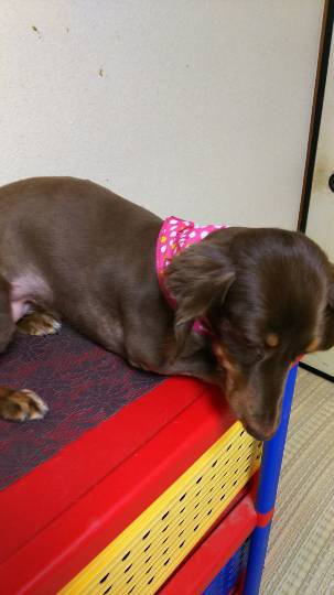 生き物ルーム第7段