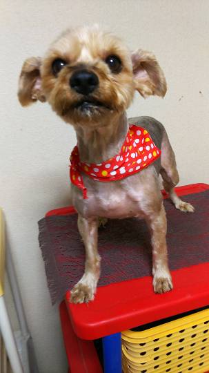 生き物ルーム第7段