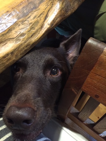 生き物ルーム第7段