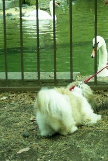 つぶやき 41 どんな話題もお気軽に