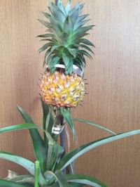 パイナップルの鉢植え