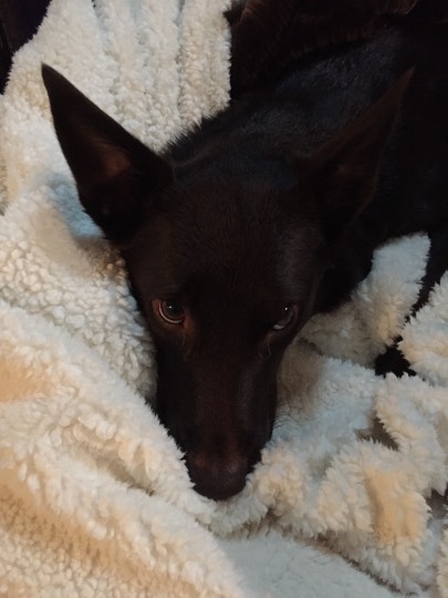 生き物ルーム第７段