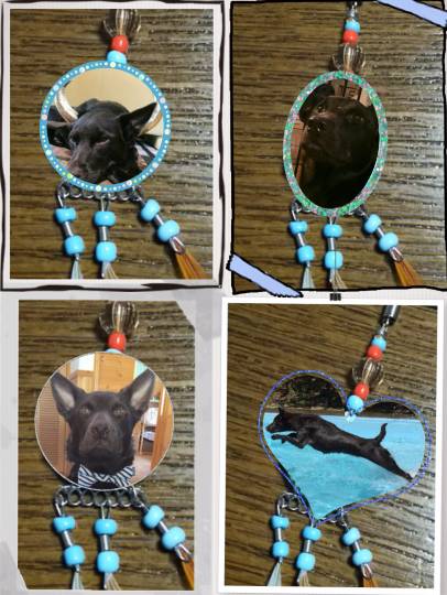 生き物ルーム第７段