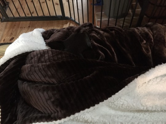 生き物ルーム第７段