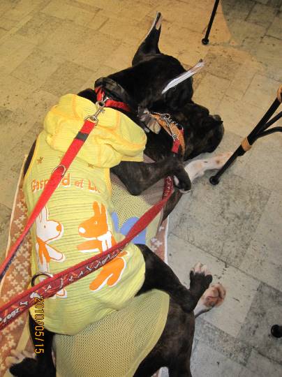 生き物ルーム第７段