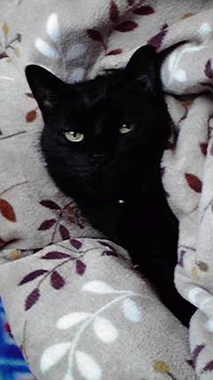 生き物ルーム第７段