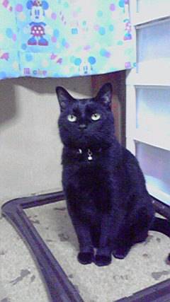 生き物ルーム第7段