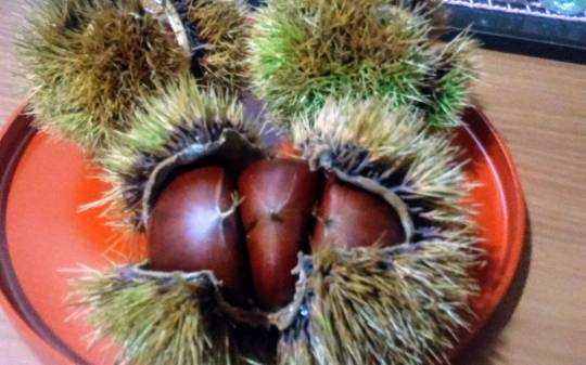 vol.5南関東イドバタ会議話し足りない人はこちら。愛調南関東連合ありのままで喋りましょう！