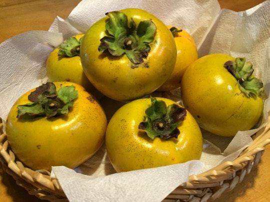 生き物ルーム第７段