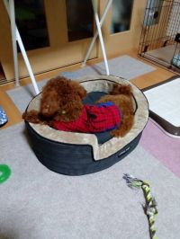 ワンちゃんベッドを買いました。