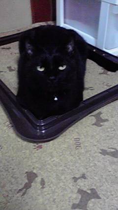 生き物ルーム第７段