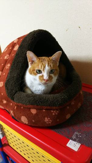 つぶやき 41 どんな話題もお気軽に