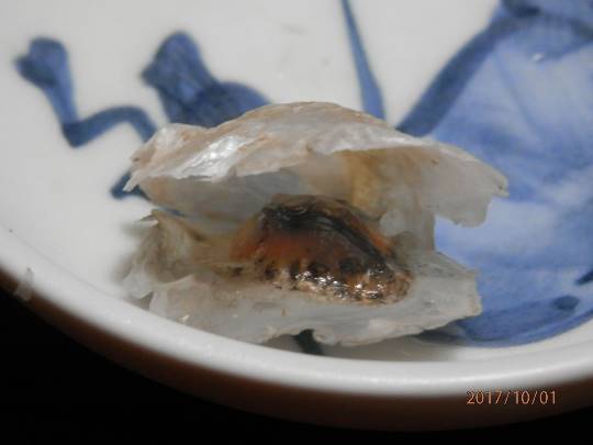 vol.5南関東イドバタ会議話し足りない人はこちら。愛調南関東連合ありのままで喋りましょう！